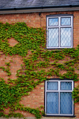 Creepers and Windows Poster och Canvastavla