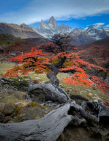 Autum in Fitz Roy Poster och Canvastavla