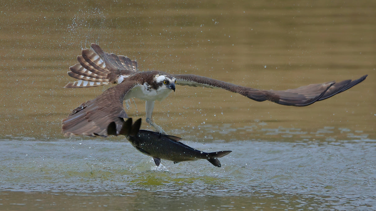 Osprey in hunting Poster och Canvastavla