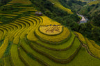 Mu Cang Chai - VietNam Poster och Canvastavla
