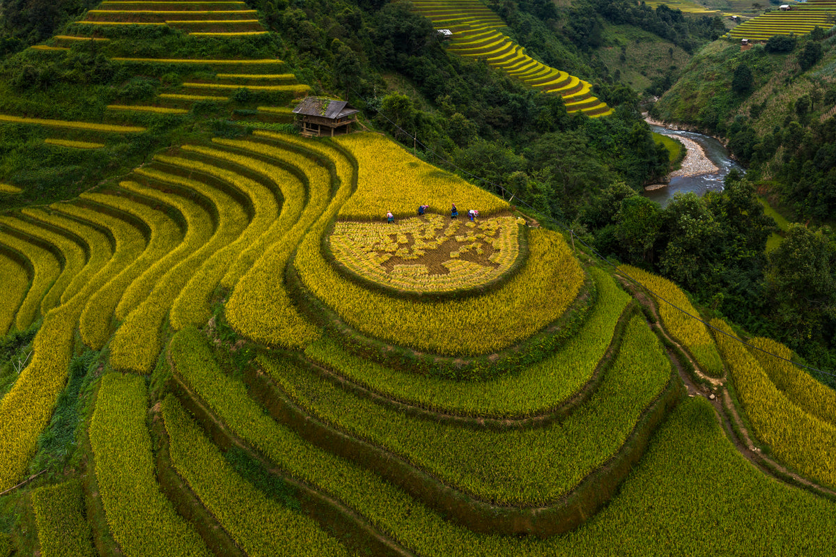 Mu Cang Chai - VietNam Poster och Canvastavla