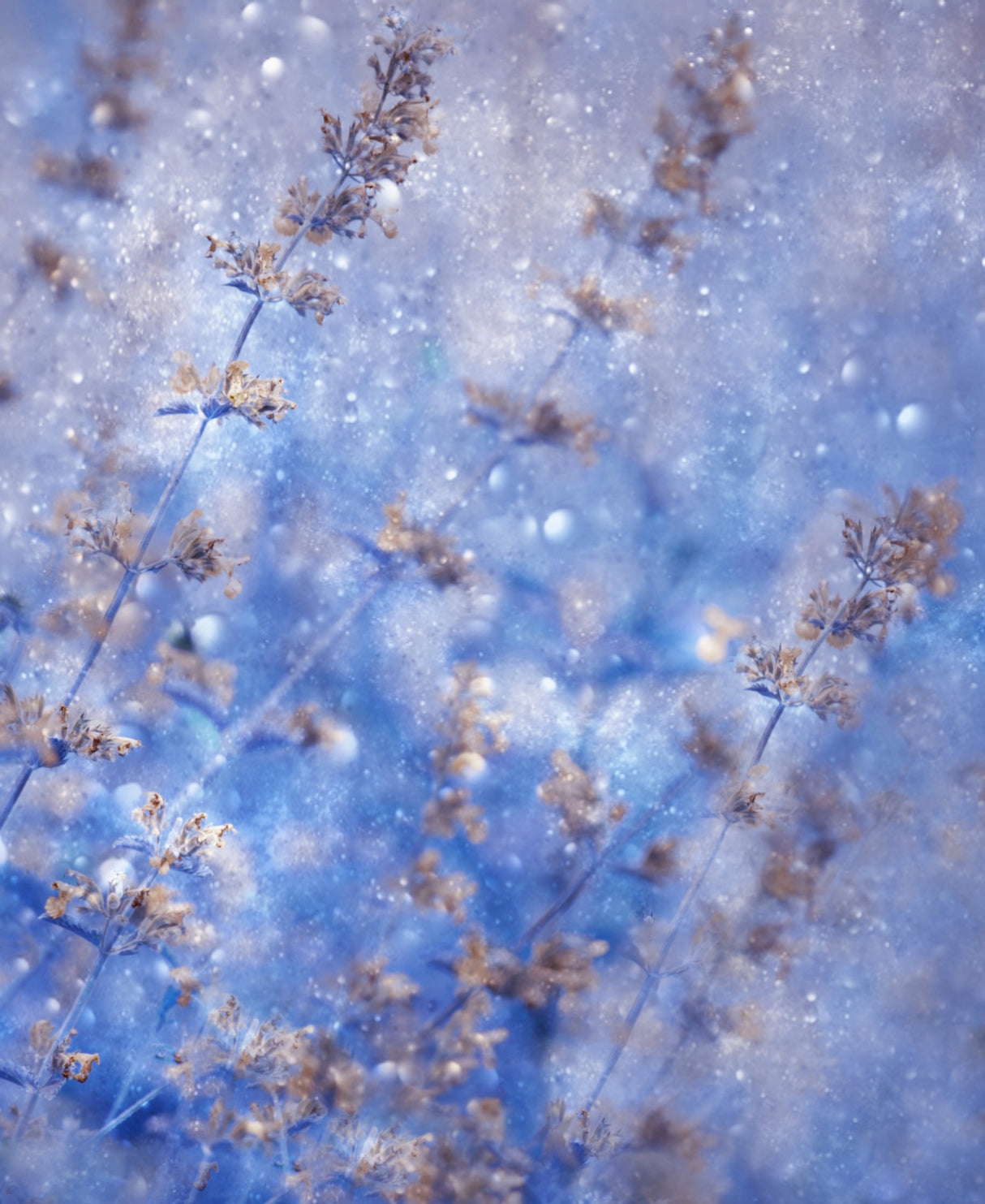 Early Winter Poster och Canvastavla