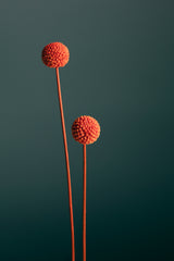 Orange Seed Capsules Poster och Canvastavla
