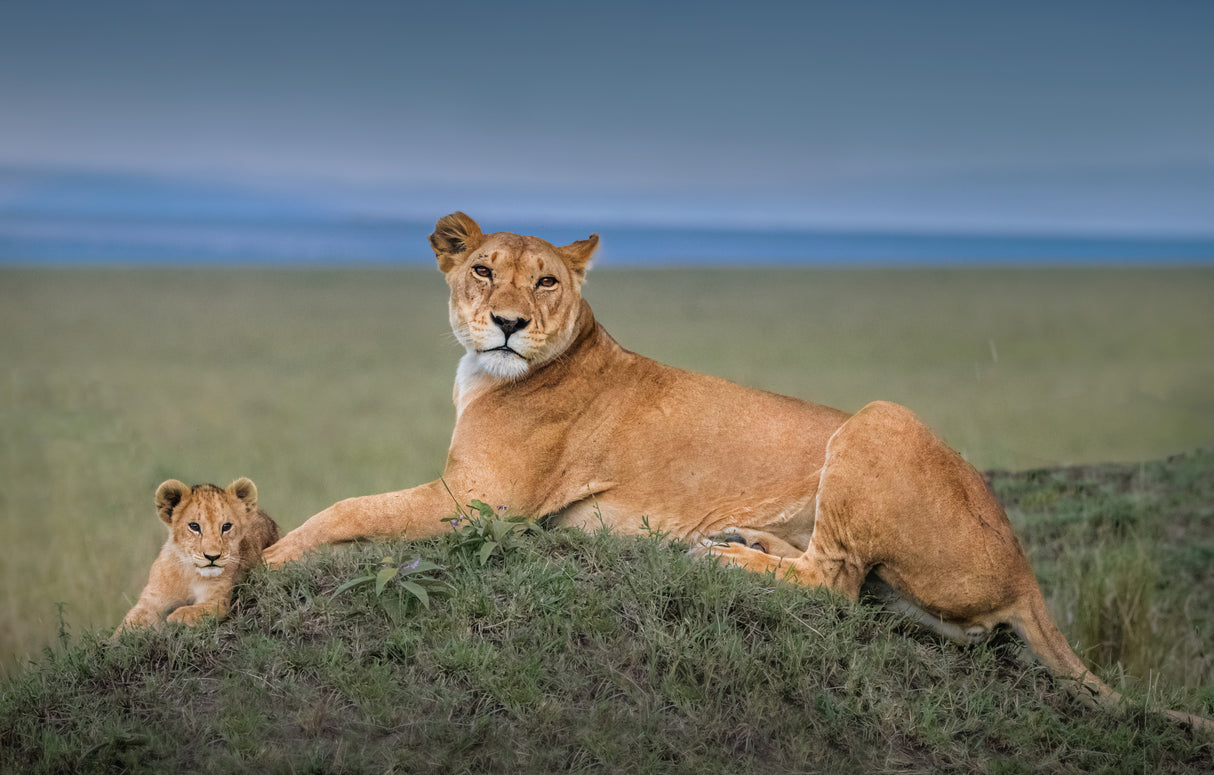 Rest with Cub Poster och Canvastavla