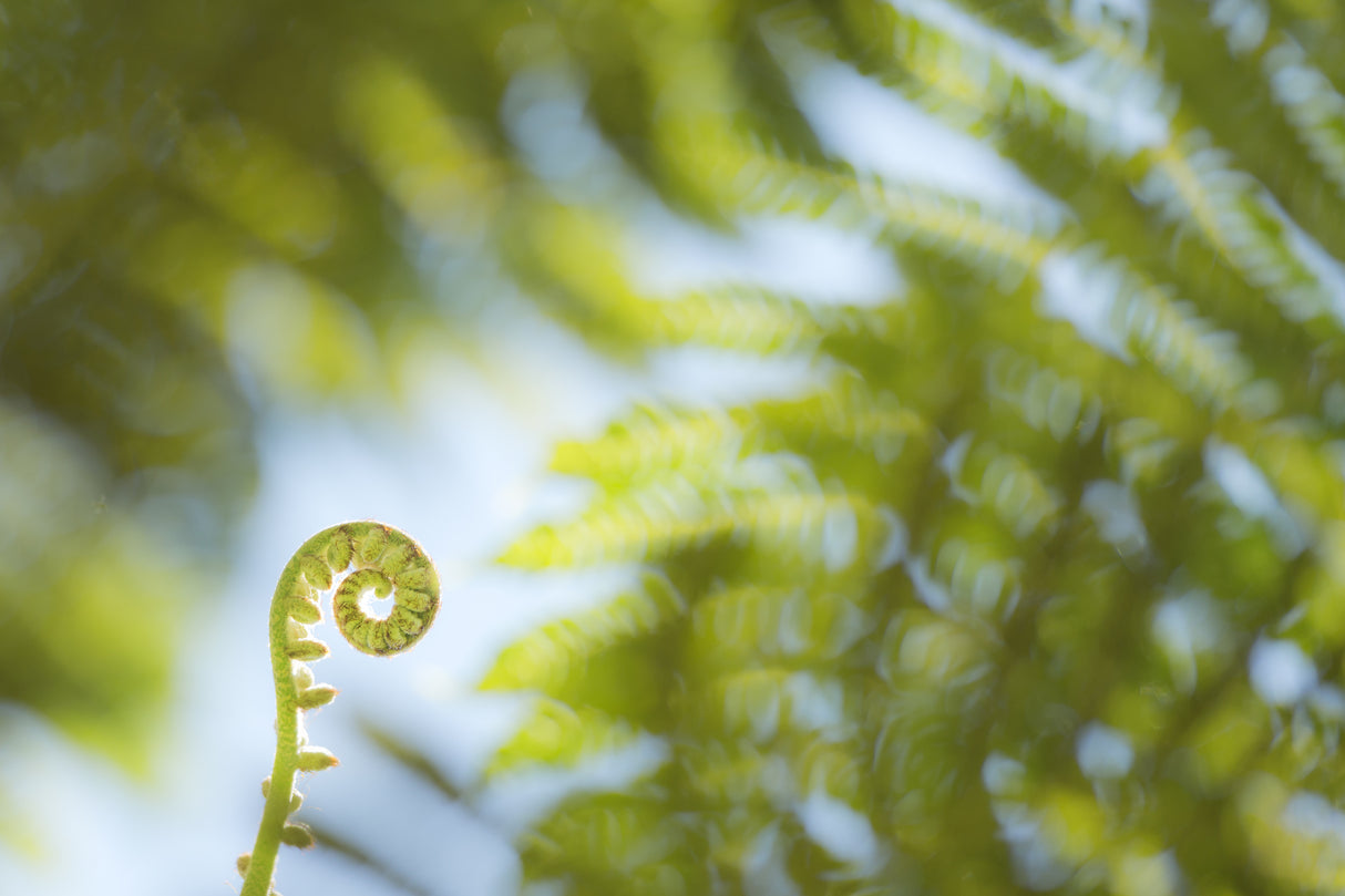 Fern Detail III Poster och Canvastavla