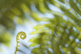 Fern Detail III Poster och Canvastavla