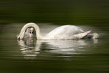 New born swan babies Poster och Canvastavla