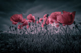 Poppies Poster och Canvastavla