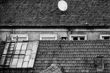 roof cat Poster och Canvastavla
