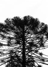 Monkey Puzzle Poster och Canvastavla