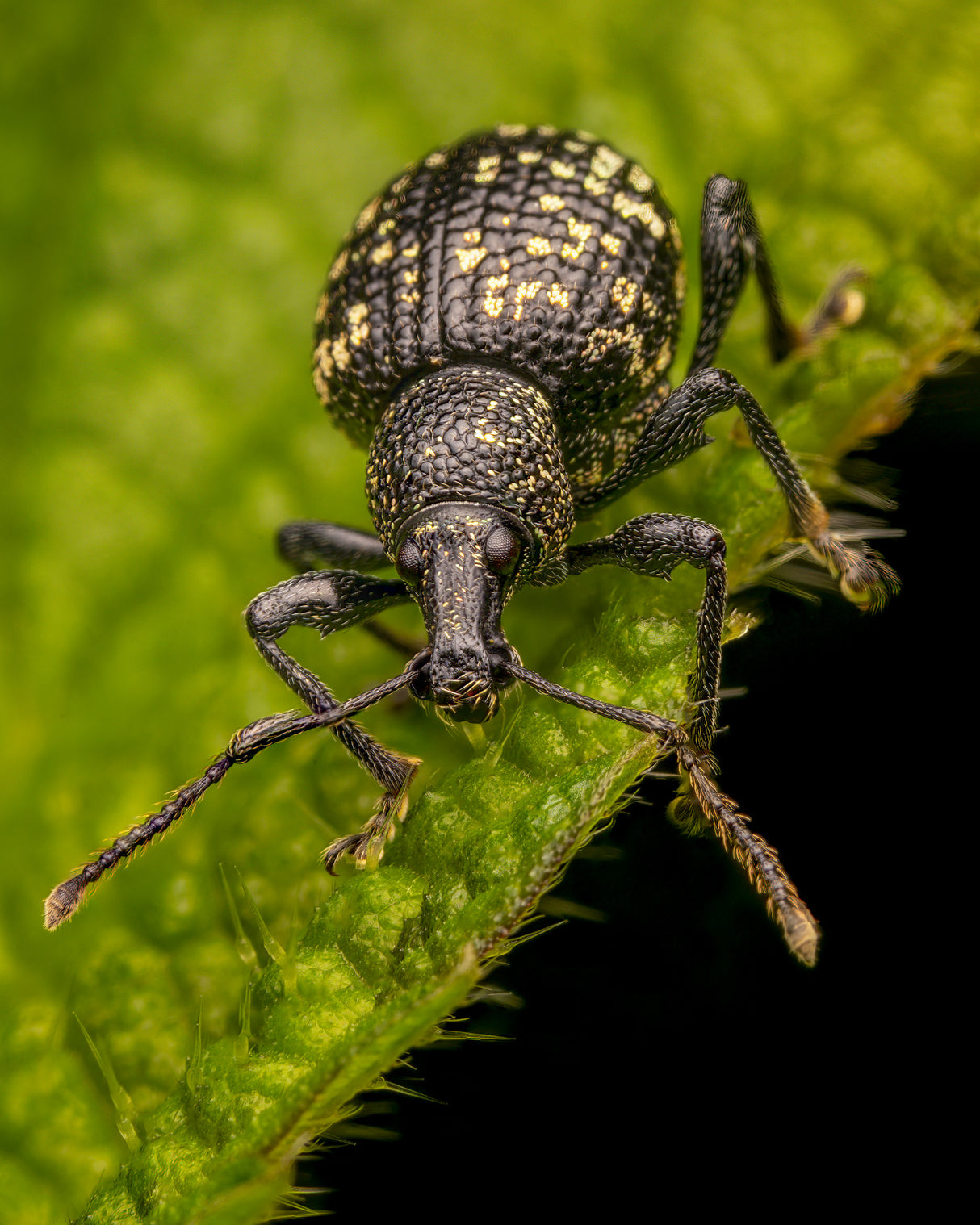 Weevil Poster och Canvastavla