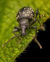 Weevil Poster och Canvastavla