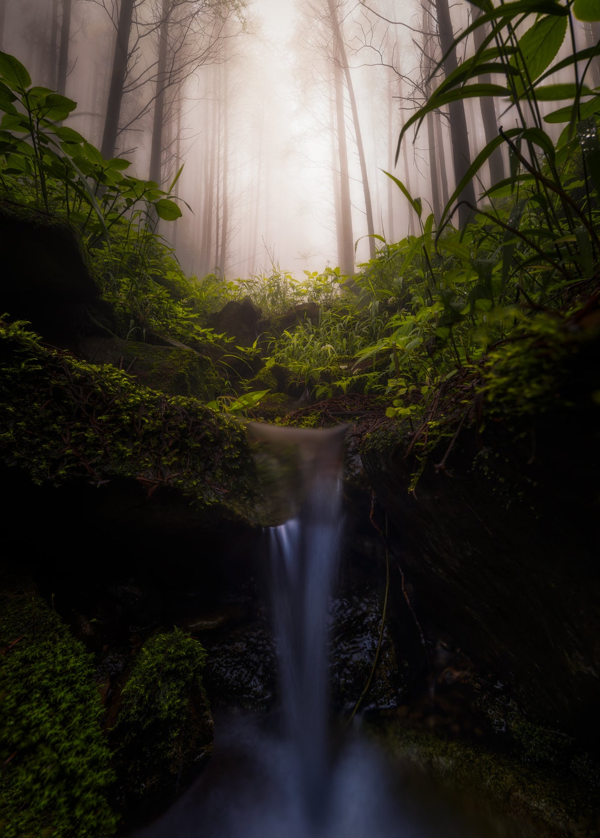 Misty Forest Poster och Canvastavla
