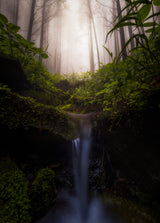 Misty Forest Poster och Canvastavla