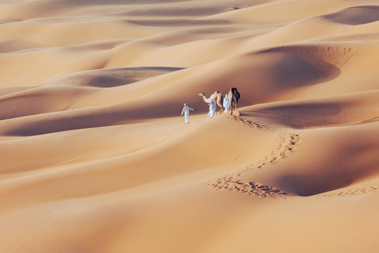 Arabian Camels Poster och Canvastavla