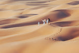 Arabian Camels Poster och Canvastavla