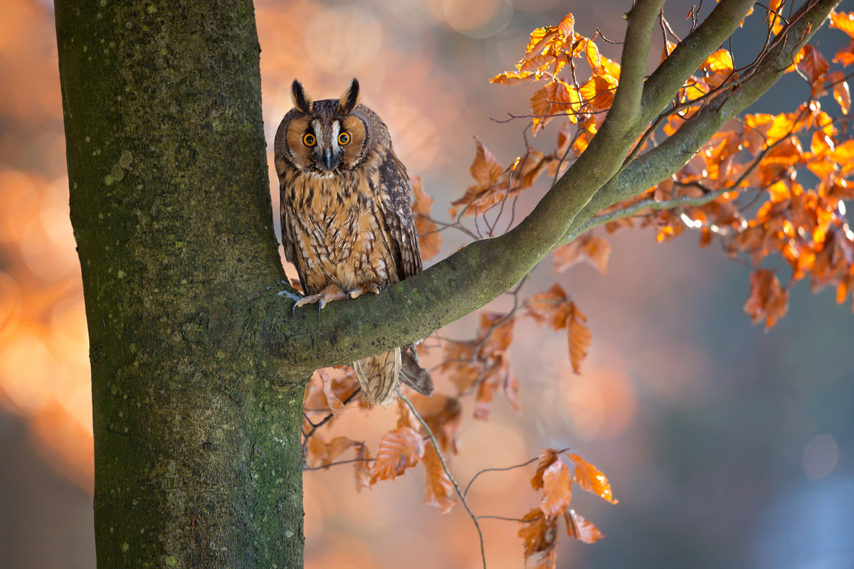 Long-Eared Owl Poster och Canvastavla