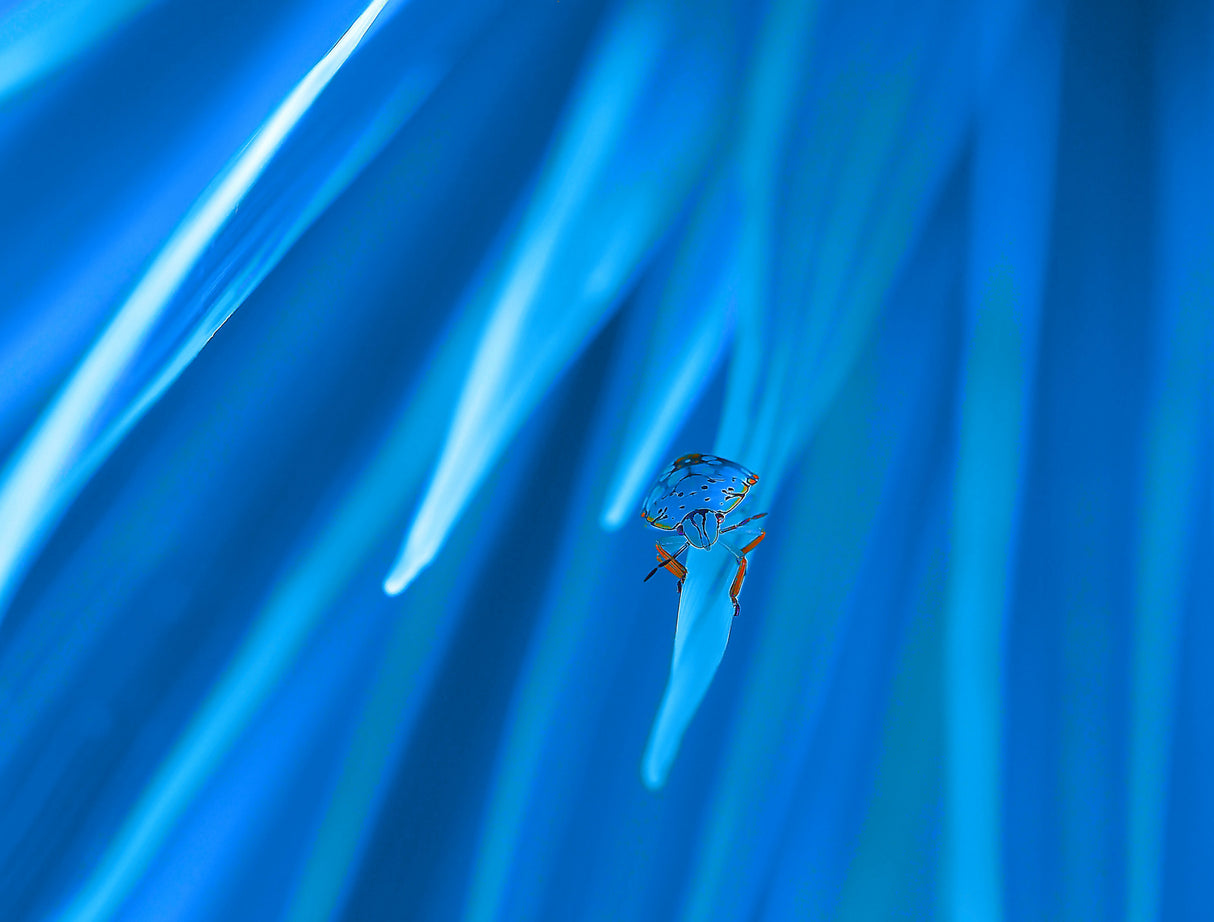 Journey into the unknown... Poster och Canvastavla