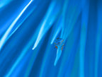 Journey into the unknown... Poster och Canvastavla