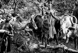 Surma tribe people taking care of the cattle. Poster och Canvastavla