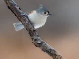 Tufted titmouse bird just coming  back from the beauty salon! Poster och Canvastavla
