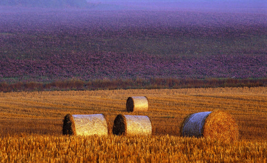 Farmers field Poster och Canvastavla