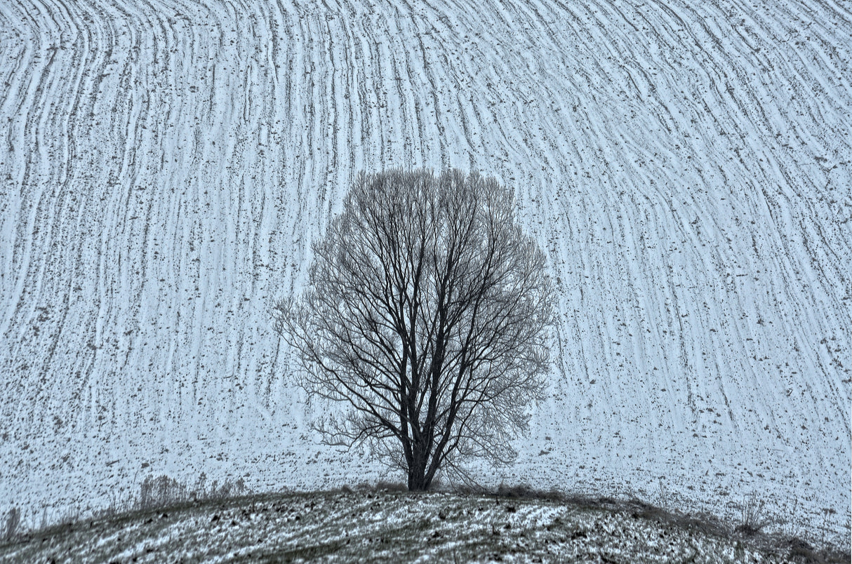 The Tree Poster och Canvastavla