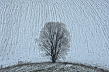 The Tree Poster och Canvastavla