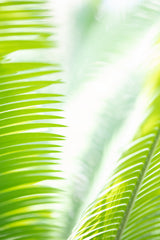 Light Palm tree leaves_1 Poster och Canvastavla