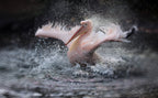 BATHING FUN ..... Poster och Canvastavla