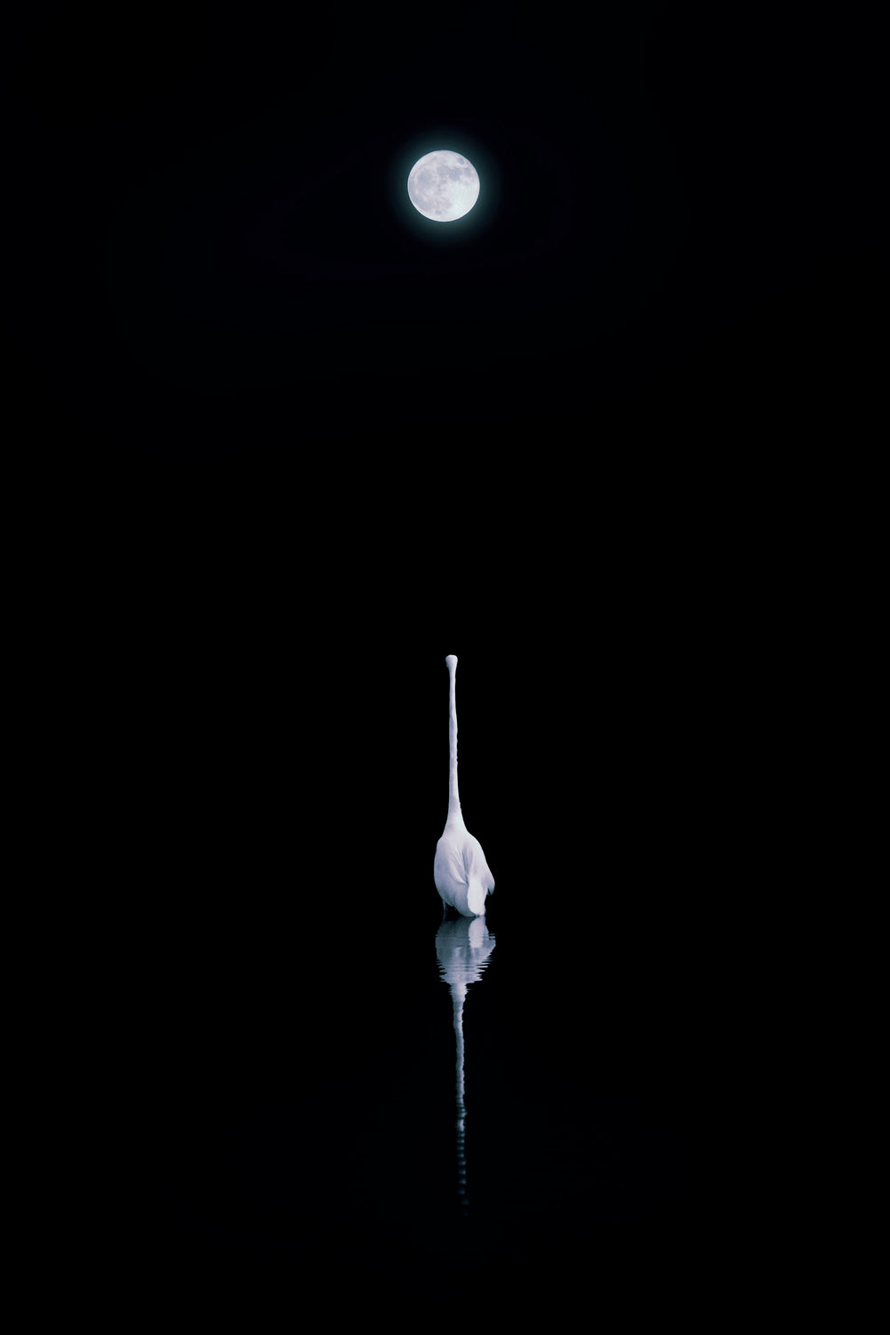 Beauty under Moon Poster och Canvastavla