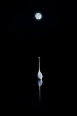 Beauty under Moon Poster och Canvastavla