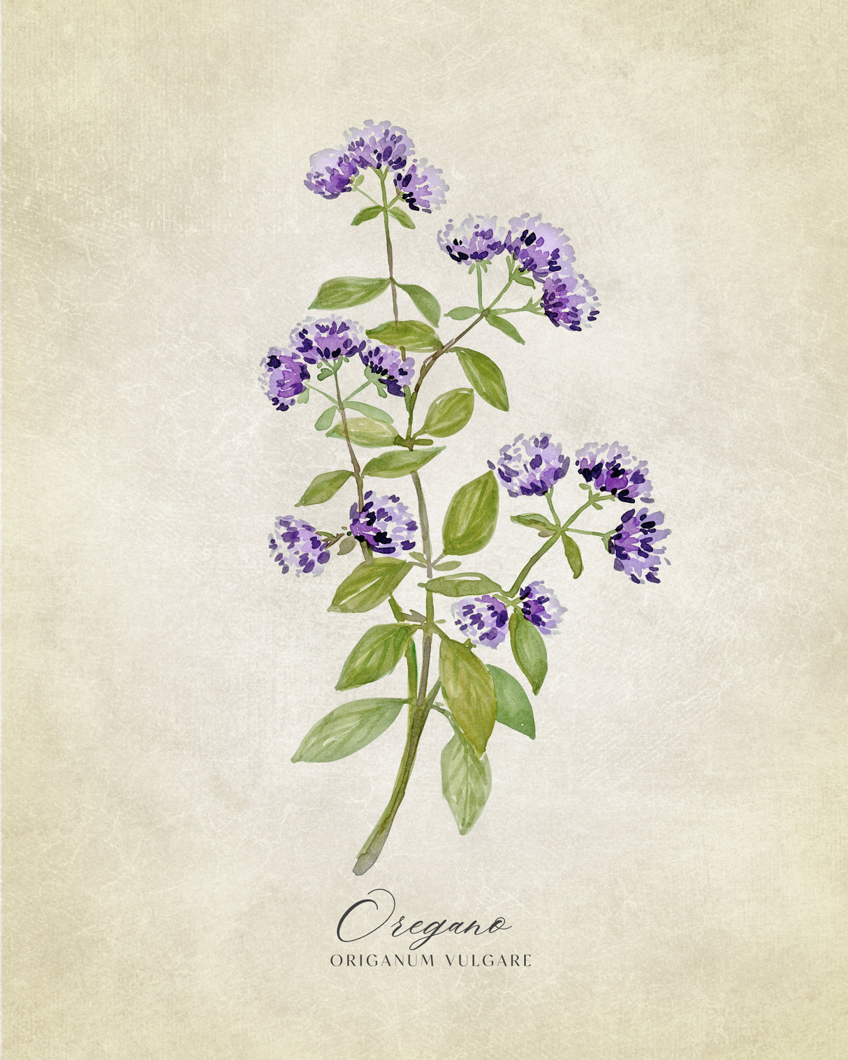 Oregano vintage Poster och Canvastavla