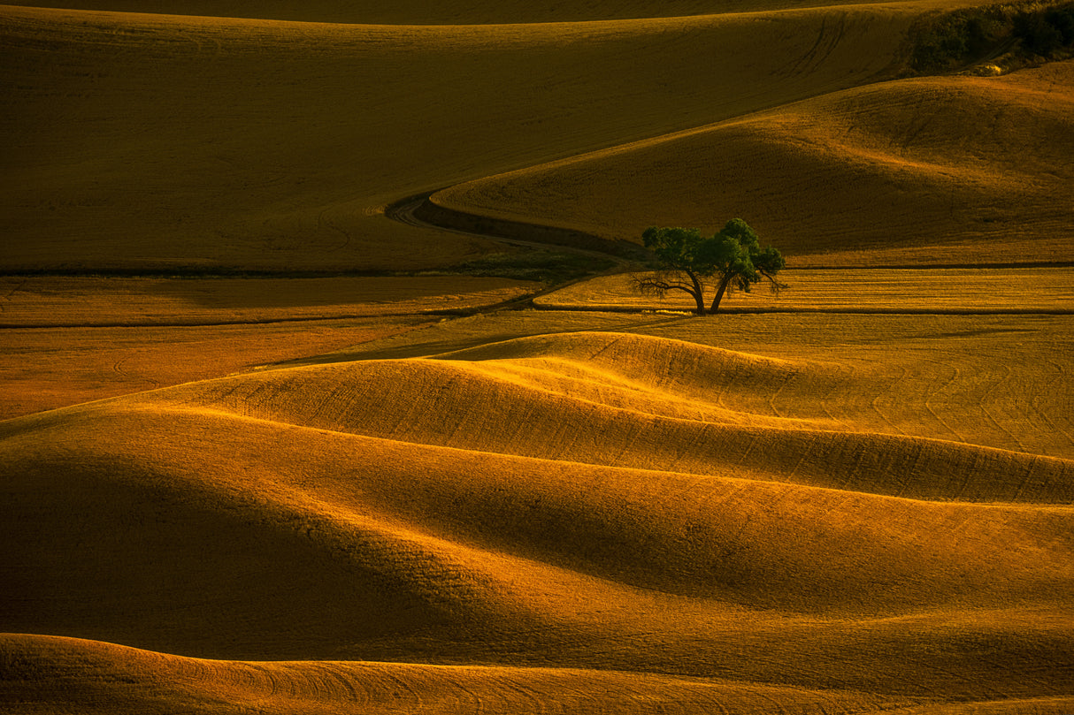 Golden Field Lonely Tree Poster och Canvastavla