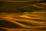 Golden Field Lonely Tree Poster och Canvastavla