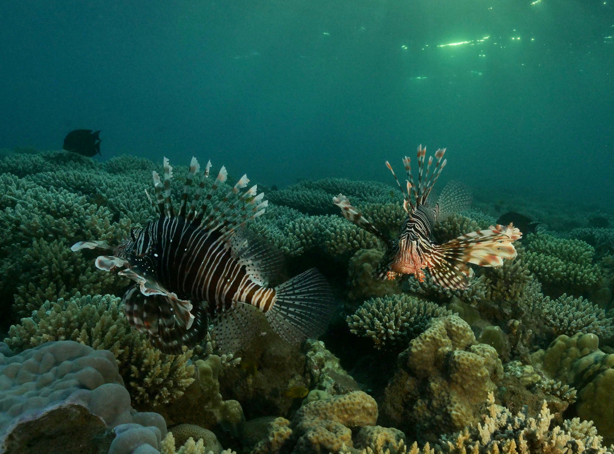 Lion fish Poster och Canvastavla