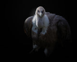 griffon vulture Poster och Canvastavla