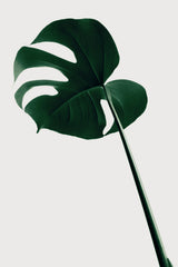 Monstera Natural 40 Poster och Canvastavla