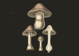 Agaricus Bulbosus  Dark Background Poster och Canvastavla