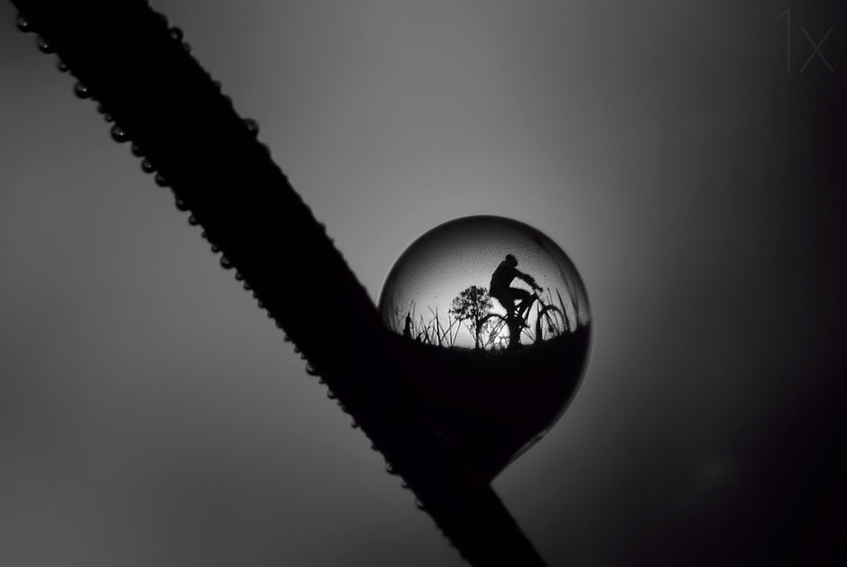 the dew. Poster och Canvastavla