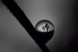 the dew. Poster och Canvastavla