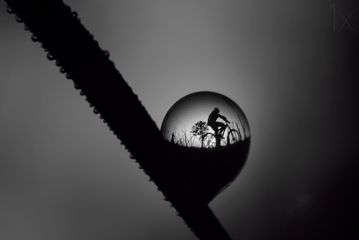 the dew. Poster och Canvastavla