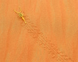 An Arabian Scorpion Poster och Canvastavla