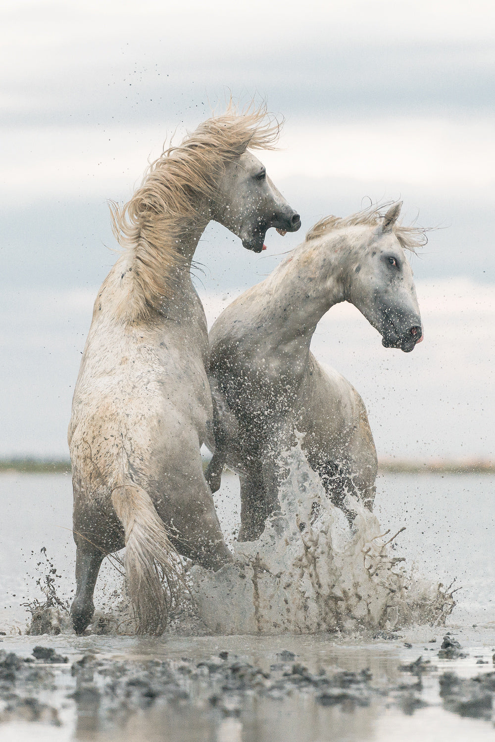 horses Poster och Canvastavla