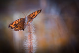 butterfly Poster och Canvastavla