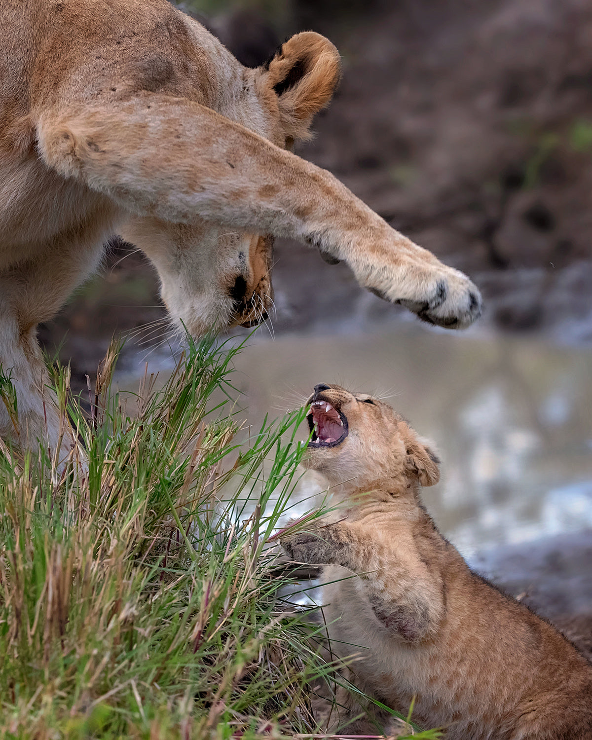 Behave, son! Poster och Canvastavla