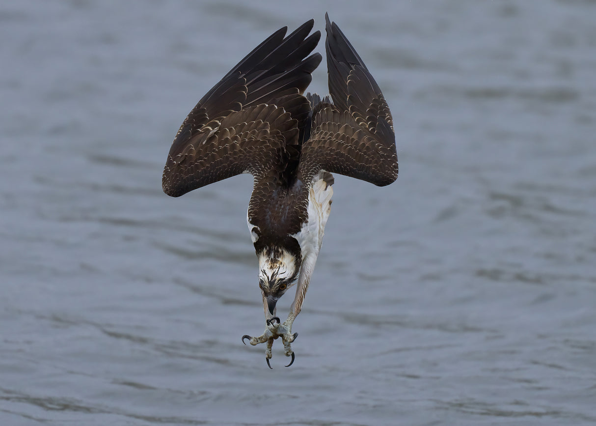 Osprey diving Poster och Canvastavla