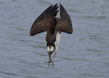 Osprey diving Poster och Canvastavla