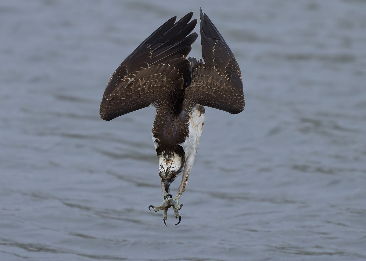 Osprey diving Poster och Canvastavla