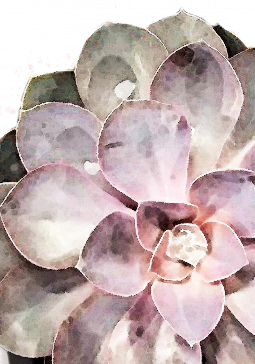 Succulent Close-up Poster och Canvastavla